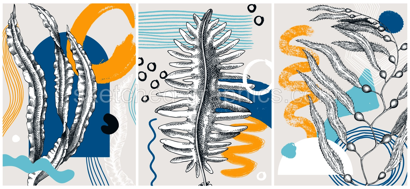 Collage-style seaweeds vector illustration. Sketched underwater plants banner set. Trendy design with botanical elements and geometric shapes. Elegant algae for sketch poster, card, and wall art. Illustration